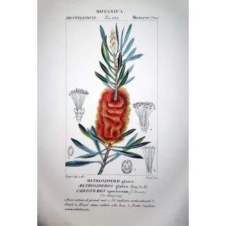 Callistemon speciosus  Antique Red Flower Print by Turpin | Prantique