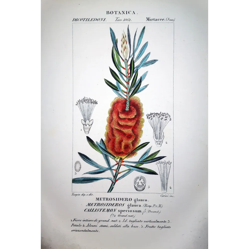 Callistemon speciosus  Antique Red Flower Print by Turpin | Prantique