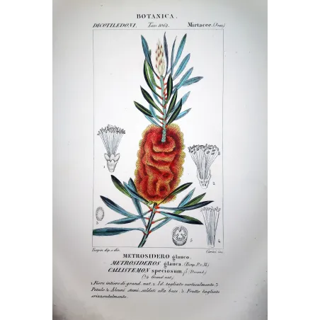 Callistemon speciosus  Antique Red Flower Print by Turpin | Prantique