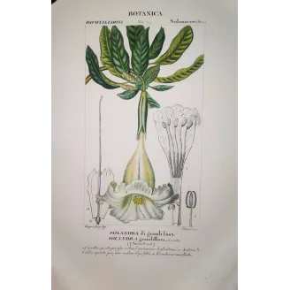 Solandra grandiflora  Antique Botanical Print by Turpin | Prantique