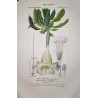 Solandra grandiflora  *Solandra grandiflora* Original hand-colored engraving by Turpin, Antique Botanical Print (c.1835)
