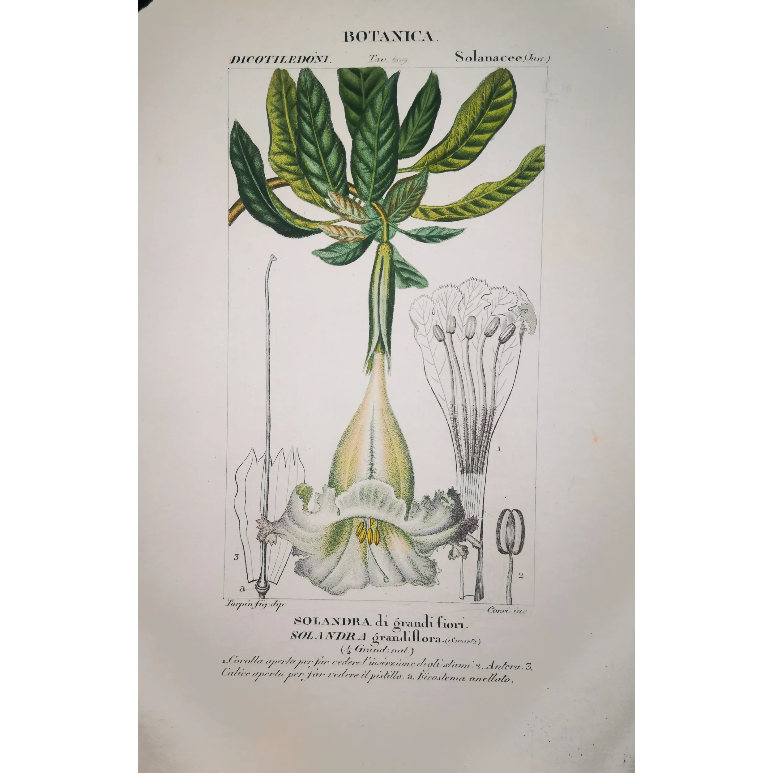 Antique Botanical Print – Pierre Jean François Turpin – Solandra grandiflora  *Solandra grandiflora* Original hand-colored engr