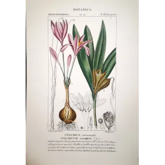Colchicum autumnale  Antique Autumn Crocus Print by Turpin | Prantique