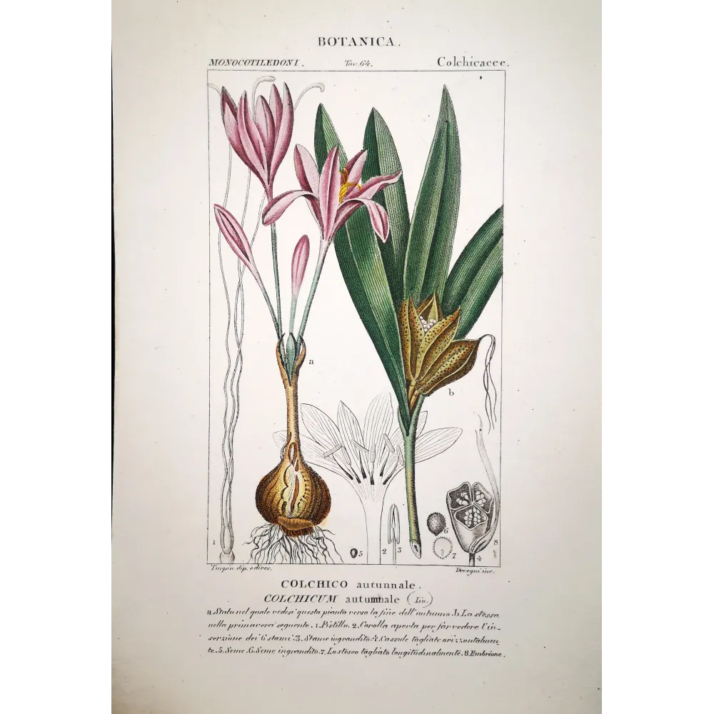Colchicum autumnale  Antique Autumn Crocus Print by Turpin | Prantique