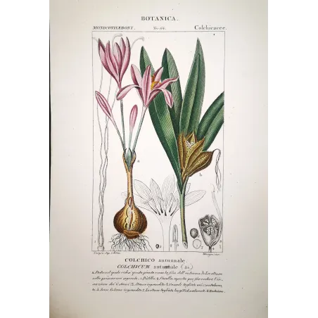Colchicum autumnale  Antique Autumn Crocus Print by Turpin | Prantique
