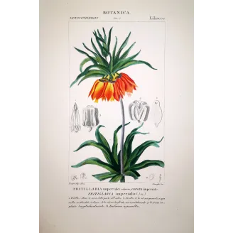 Fritillaria imperialis  Crown Imperial Botanical Print | Prantique