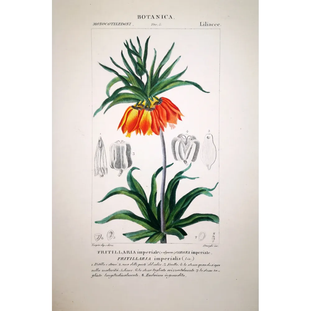 Fritillaria imperialis Crown Imperial Botanical Print | Prantique Fritillaria imperialis Crown Imperial Botanical Print | Prantique