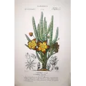 Stapelia hirsuta  Antique Botanical Star Flower Print | Prantique