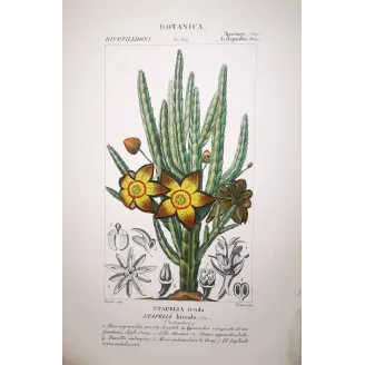 Stapelia hirsuta  Antique Botanical Star Flower Print | Prantique