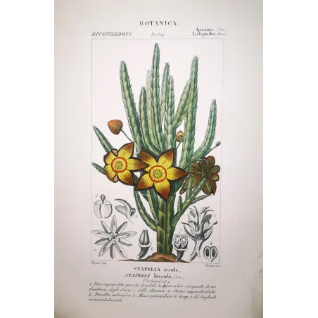 Stapelia hirsuta  Antique Botanical Star Flower Print | Prantique