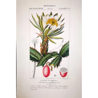 Cactus triangularis  Antique Botanical Cactus Print | Prantique