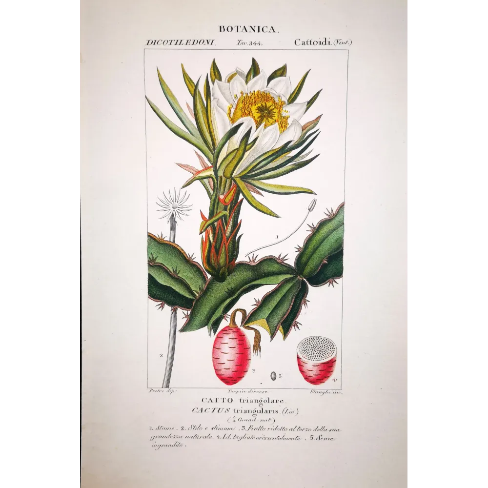 Cactus triangularis  Antique Botanical Cactus Print | Prantique