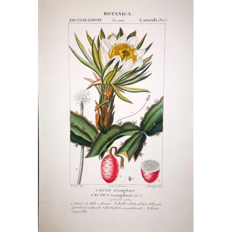 Cactus triangularis  Antique Botanical Cactus Print | Prantique