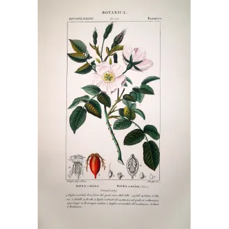 Rosa canina (Dog Rose) – Antique Botanical Print by Turpin