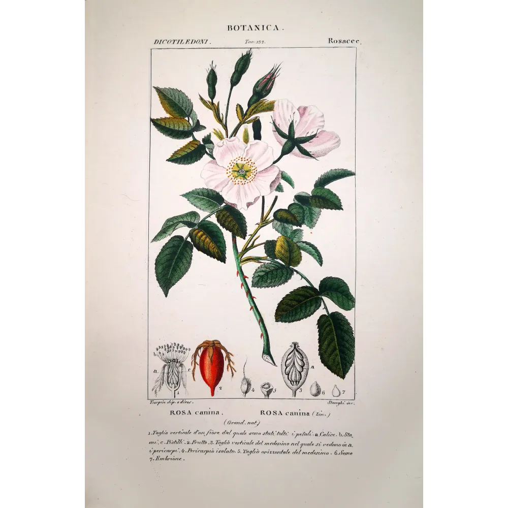 Rosa canina (Dog Rose) – Antique Botanical Print by Turpin