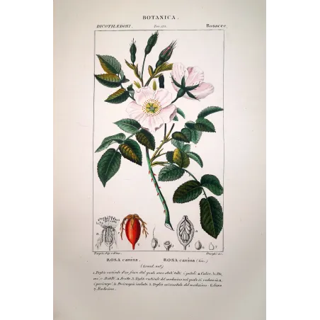 Rosa canina (Dog Rose) – Antique Botanical Print by Turpin