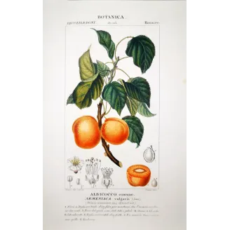 Common Apricot  Armeniaca vulgaris | Antique Print |Engraving Turpin