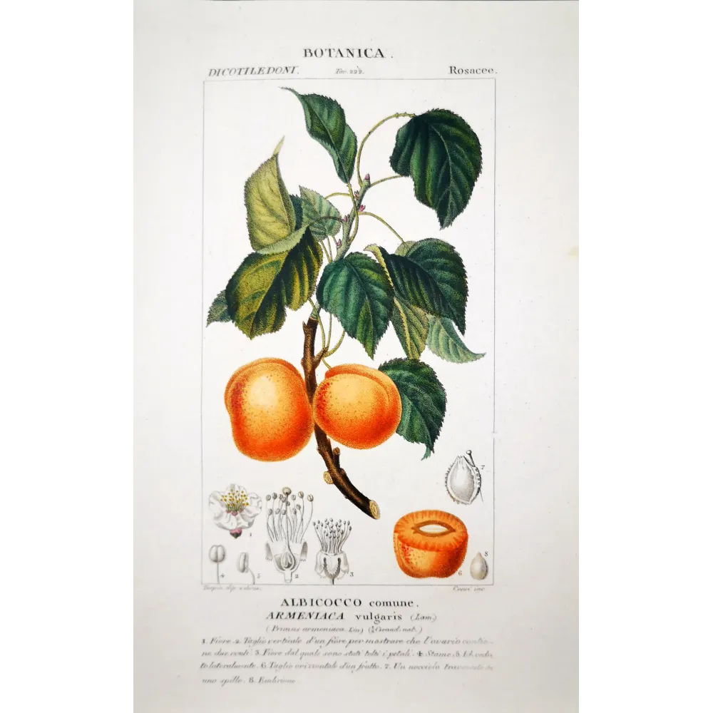 Common Apricot  Armeniaca vulgaris | Antique Print |Engraving Turpin