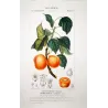 Common Apricot  Armeniaca vulgaris. Antique Botanical Print original hand-colored engraving by Turpin,  (c.1835)