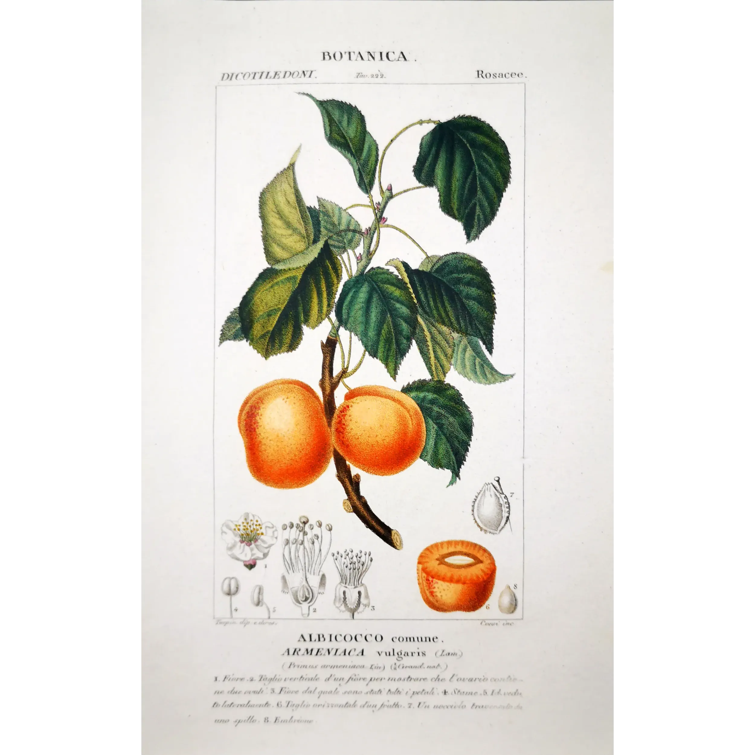 Antique Botanical Print – Pierre Jean François Turpin – Common Apricot  Armeniaca vulgaris. Antique Botanical Print original ha