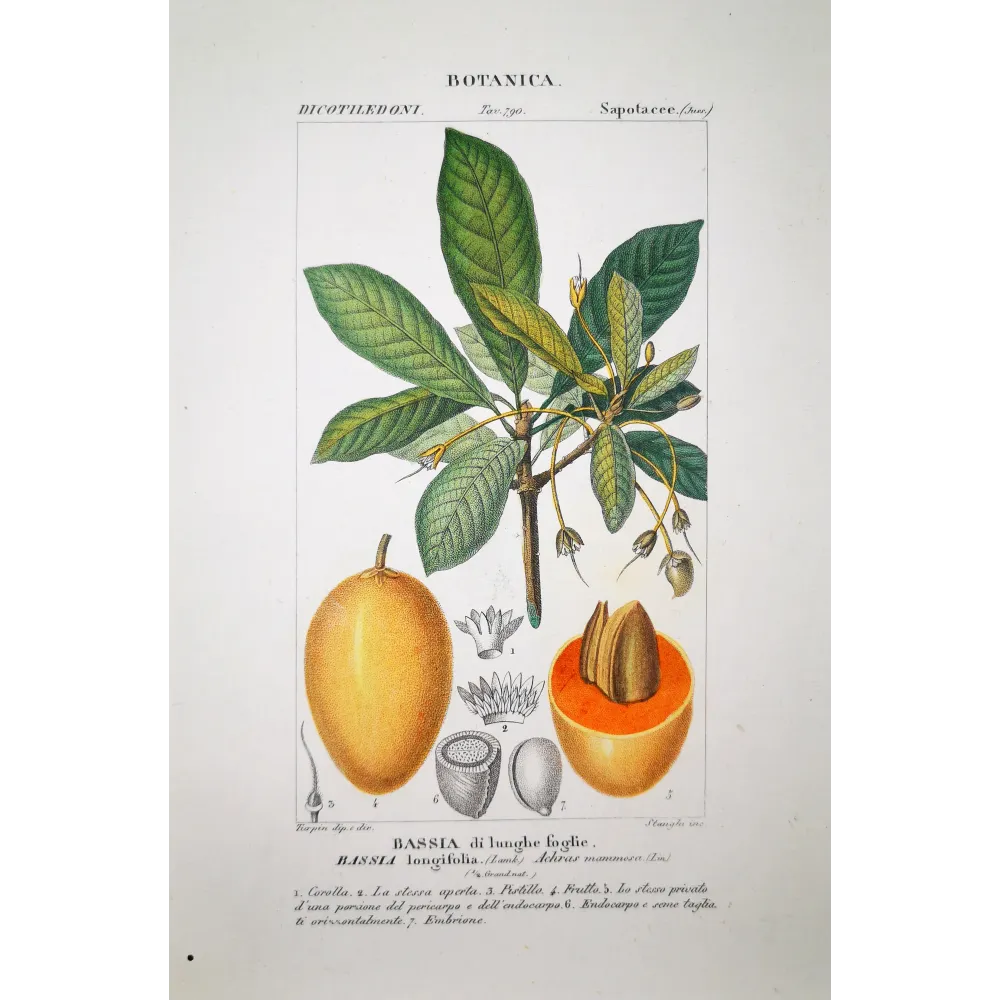 Bassia longifolia  Mahua Tree | Antique Print | by Turpin