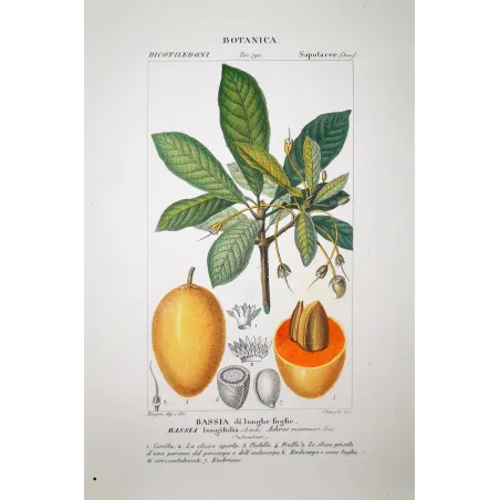Bassia longifolia  Mahua Tree | Antique Print | by Turpin