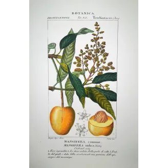 Common Mango  Mangifera indica | Original Botanical Engraving Turpin