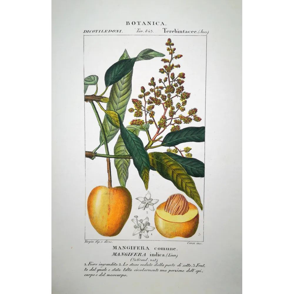 Common Mango  Mangifera indica | Original Botanical Engraving Turpin