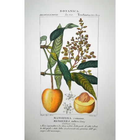Common Mango  Mangifera indica | Original Botanical Engraving Turpin