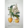 Mango  Mangifera indica. Antique Botanical Print original hand-colored engraving by Turpin,  (c.1835)