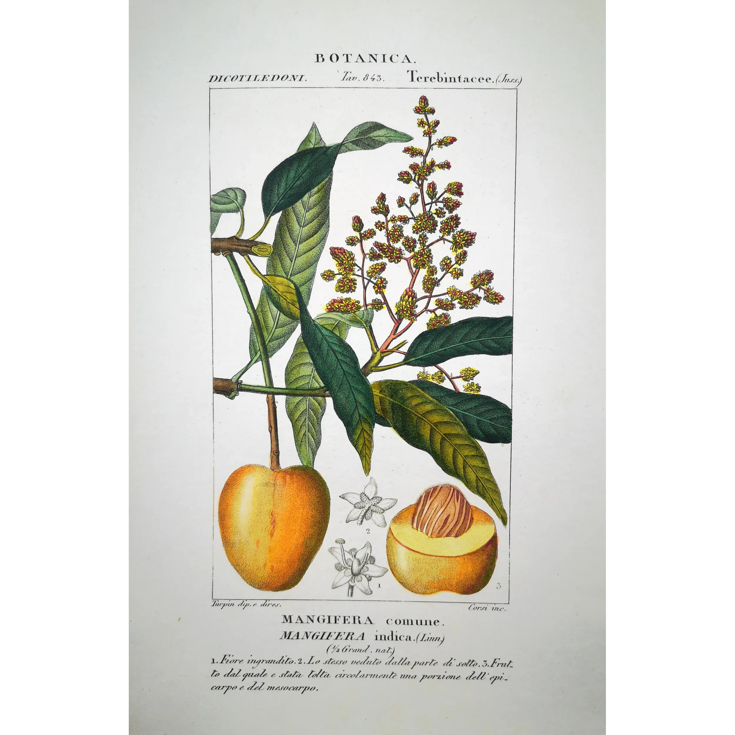 Mango – Turpin Antique Hand-Colored Engraving