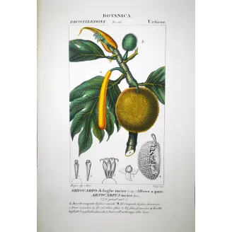 Breadfruit Tree  Artocarpus incisa | Antique Print | by Turpin