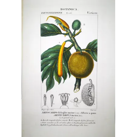 Breadfruit Tree  Artocarpus incisa | Antique Print | by Turpin