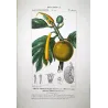 Breadfruit Tree  Artocarpus incisa. Antique Botanical Print original hand-colored engraving by Turpin,  (c.1835)