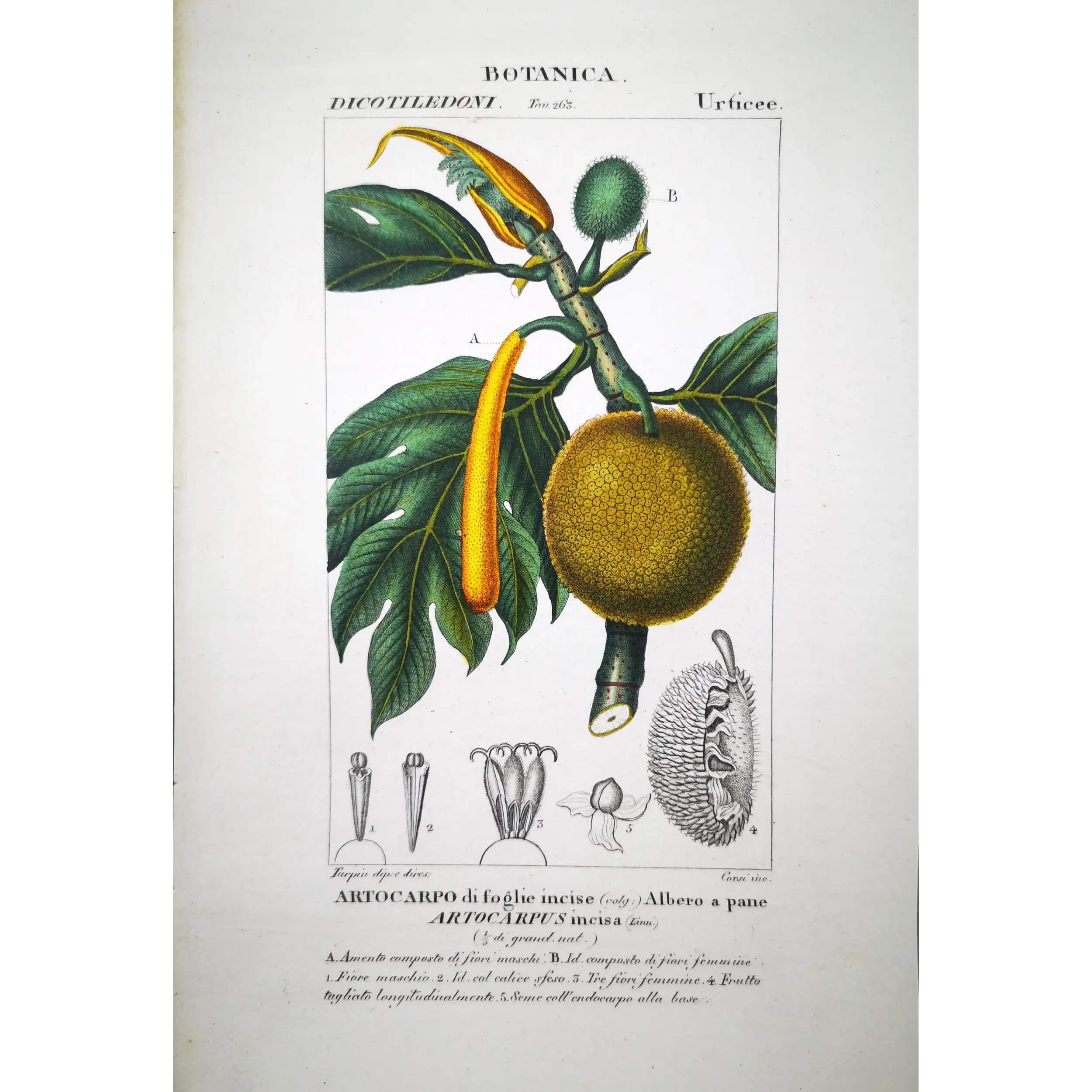 Antique Botanical Print – Pierre Jean François Turpin – Breadfruit Tree  Artocarpus incisa. Antique Botanical Print original ha