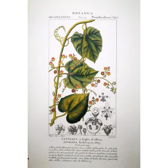 Antique Botanical Print – Pierre Jean François Turpin – Fevillea hederacea  Ivy-leaved Fevillea