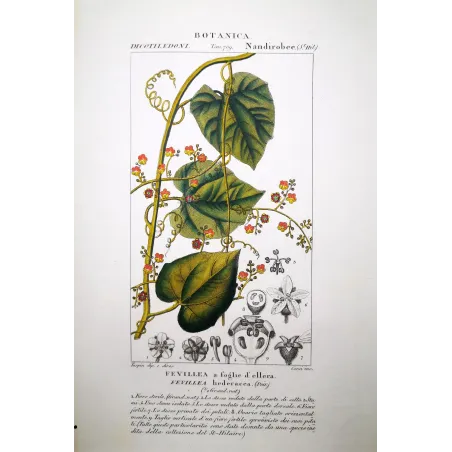 Antique Botanical Print – Pierre Jean François Turpin – Fevillea hederacea  Ivy-leaved Fevillea
