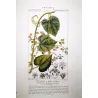 Set of 2 Fevillea hederacea  Ivy-leaved Fevillea. Antique Print original hand-colored engraving by Turpin,  (c.1835)