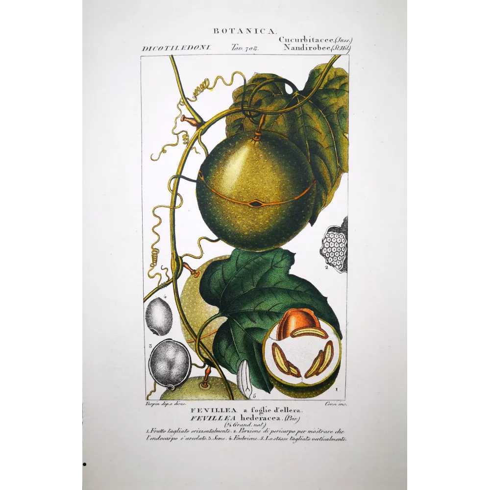 Antique Botanical Print – Pierre Jean François Turpin – Fevillea hederacea  Ivy-leaved Fevillea