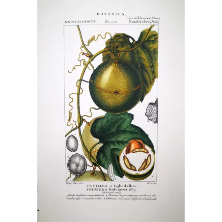 Antique Botanical Print – Pierre Jean François Turpin – Fevillea hederacea  Ivy-leaved Fevillea