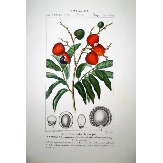 Blood-colored Euphoria  Euphoria punicea | Antique Botanical Print