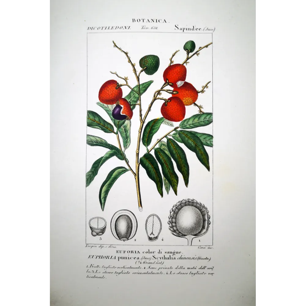 Blood-colored Euphoria  Euphoria punicea | Antique Botanical Print