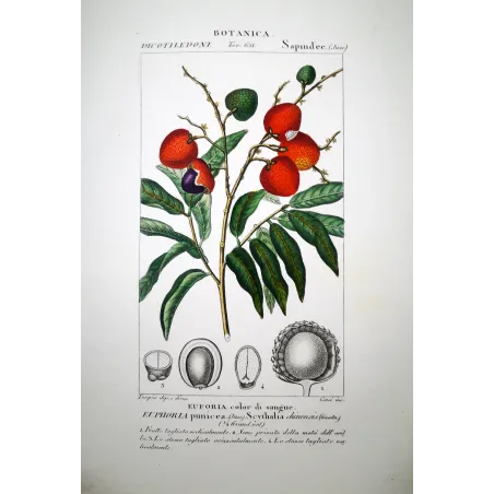 Blood-colored Euphoria  Euphoria punicea | Antique Botanical Print