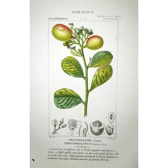 Cocoplum  Chrysobalanus icaco | Antique Botanical Print |by Turpin