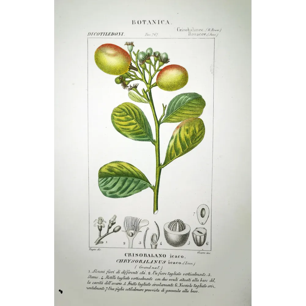 Cocoplum  Chrysobalanus icaco | Antique Botanical Print |by Turpin