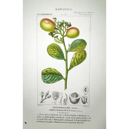 Cocoplum  Chrysobalanus icaco | Antique Botanical Print |by Turpin