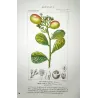 Cocoplum  Chrysobalanus icaco. Antique Botanical Print original hand-colored engraving by Turpin,  (c.1835)