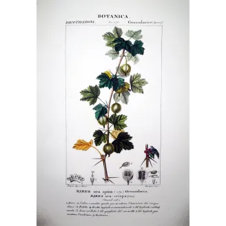 Gooseberry  Ribes uva-crispa | Original Botanical Engraving | Turpin