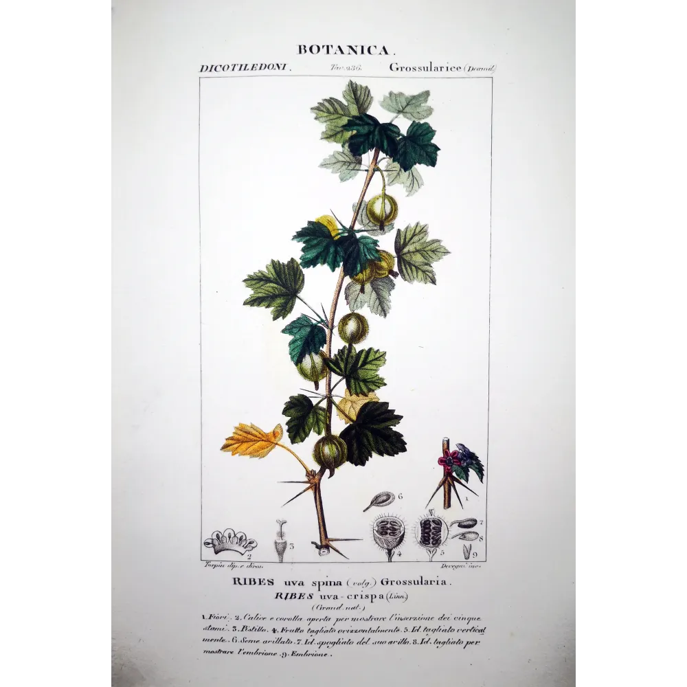 Gooseberry  Ribes uva-crispa | Original Botanical Engraving | Turpin