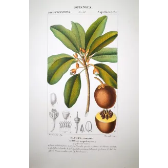 Common Sapota  Achras sapota | Antique Print |by Turpin